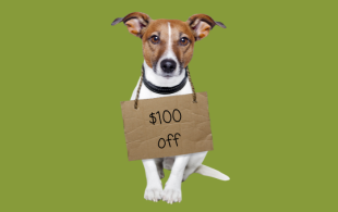Dog 100