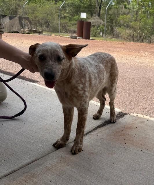 Old Gunn Point Road KOOLPINYAH/GUNN POINT NT 