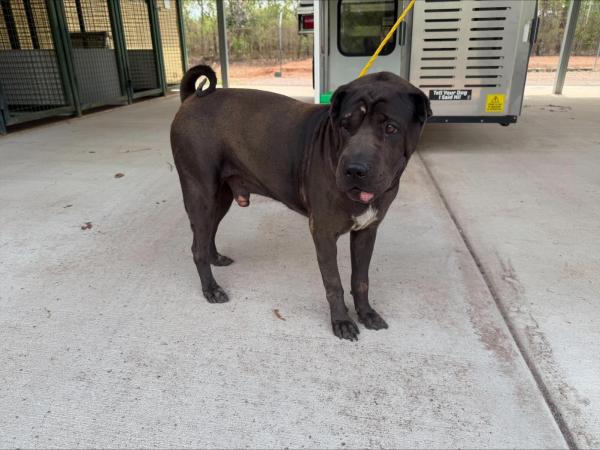 Jenkins Road WEDDELL NT