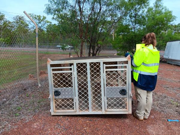 Silent Auction - 2 bay Vehicle Dog Cage - Large
